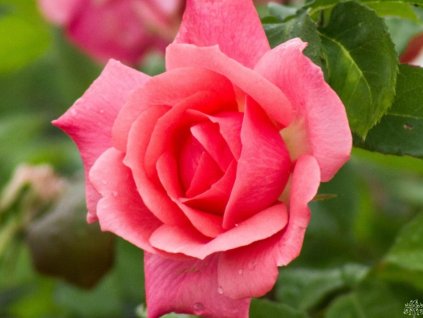 Ruža 'Pernille Poulsen®'