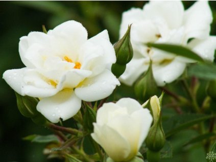 Ruža 'White Cover® Towne and Country®'