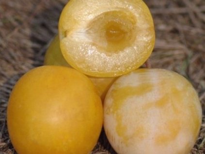Ringlota  'Zlatá Afaska'