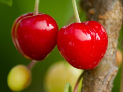 Čerešňa 'Kasandra®'  Prunus avium 'Kasandra'