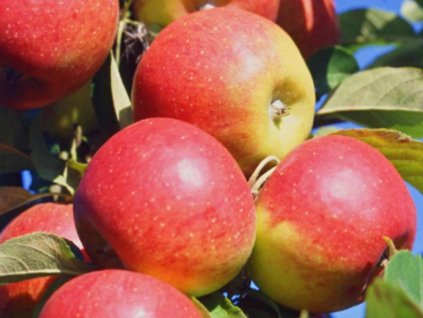 Jabloň 'Sentima'