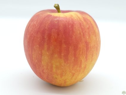 Jabloň 'Muškátová Reneta' (Balenie prostokorenný stromček, Podpník M7)