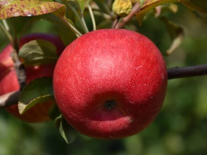 Jabloň 'Connell Red'