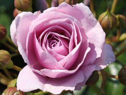 Stromčeková ruža  'Novalis®' (Balenie prostokorenný stromček, kmienok 110cm)