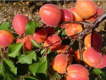 Marhuľa 'Koolgat' (Balenie kontajner, Podpník wavit)