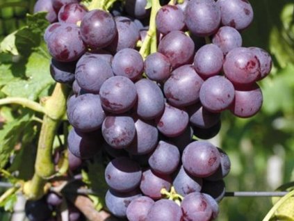 Vinič stolový 'Milota'
