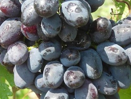 Vinič 'Smugljanka Moldavská'