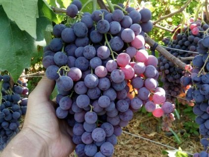 Vinič 'Kišmiš Moldavskij'