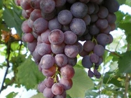 Vinič 'Attika'