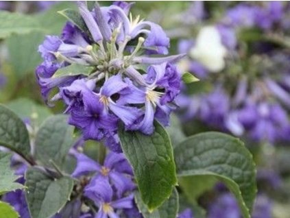 Plamienok 'Cassandra'