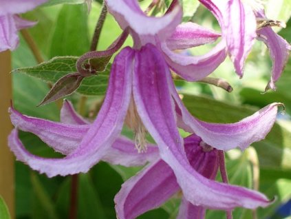 Plamienok  'Hanajima'