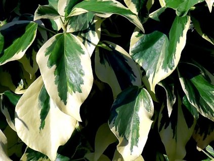 Břečťan kavkazský 'Dentata Variegata'