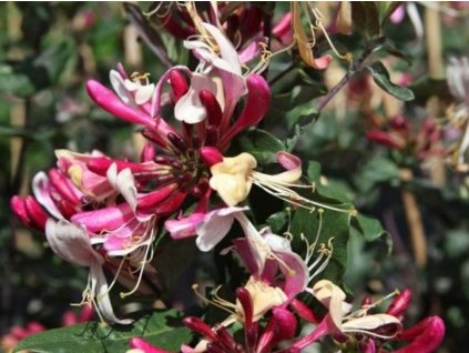 Zemolez ovíjivý Fragrant Cloud 'Chojnów'