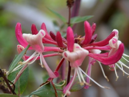 Zemolez ovíjivý Fragrant Cloud 'Chojnów'