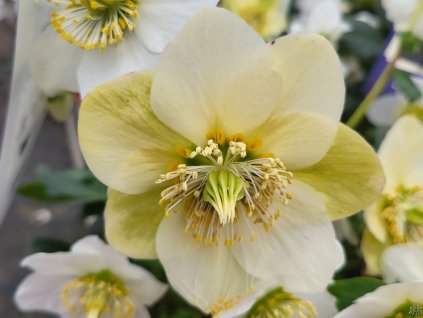 Čemerica  'HGC® Wintergold' - Helleborus 'HGC® Wintergold'