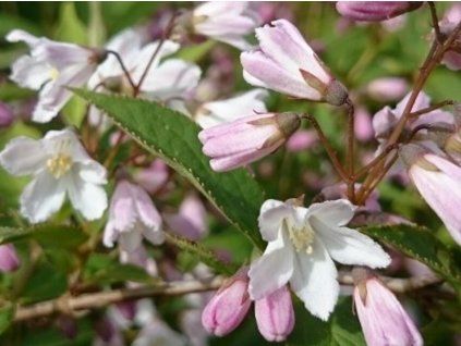 rosea