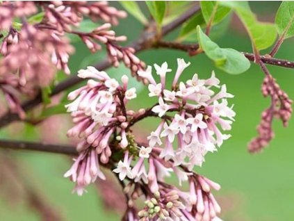 Orgován junanský 'Rosea'