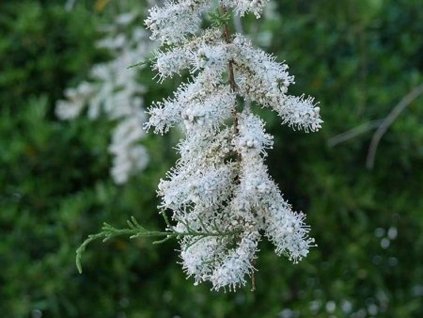 Tamariška kaspická 'Hulsdonk White'