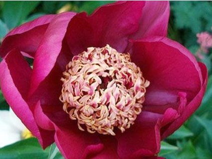 Pivonka čínska 'Nippon Beauty' - Paeonia lactiflora 'Nippon Beauty'