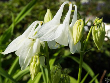 Orlíček obyčajný 'Alba' - Aquilegia vulgaris 'Alba'