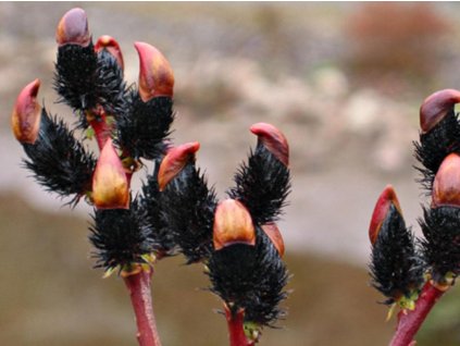Vŕba štíhlopestíková 'Melanostachys'