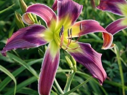 Ľaliovka 'Exotic Spider' - Hemerocallis 'Exotic Spider'