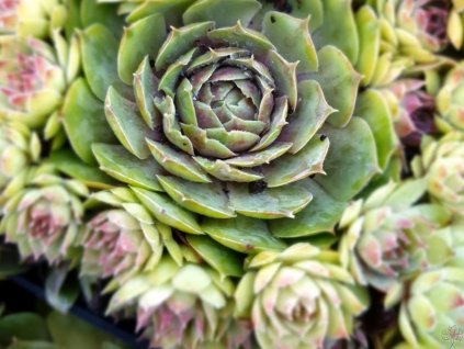 Skalnica x hybr. 'Tesoro' - Sempervivum x hybr. 'Tesoro'