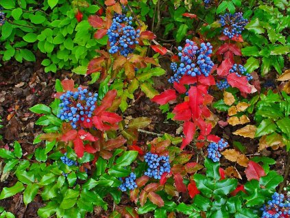 Mahónia cezmínolistá