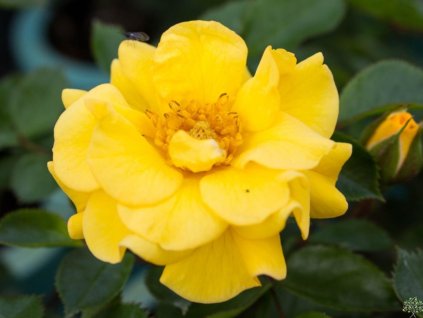 Ruža 'Golden Wedding'