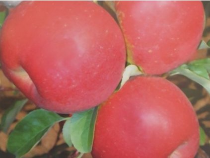 Jabloň 'Rucla'
