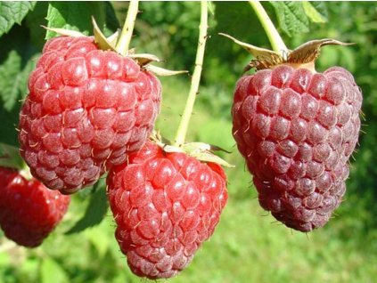 Malina 'Polesie' (remontantná)