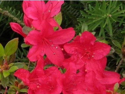 Japonská azalka 'Kroměříž'