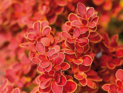 Dráč Thunbergov 'Orange Ice'