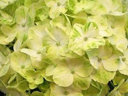 Hortenzia metlinatá 'Mojito®'