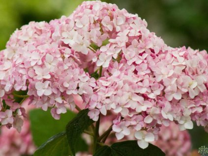 Hortenzia stromčekovitá CANDYBELLE® 'Bubblegum'