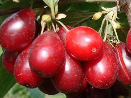 Drieň veľkoplodý 'Florianka'