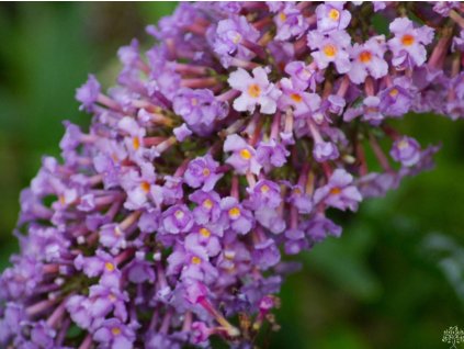 Budleja dávidova BUTTERFLY TOWER 'Tobud1305'
