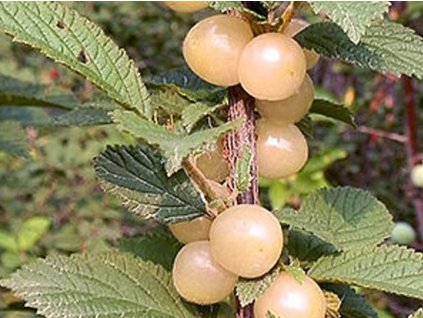 Višňa plstnatá 'Snövit'