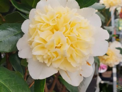 Kamélia japonská 'Brushfield's Yellow'