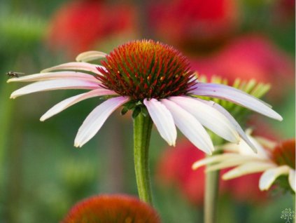 Echinacea 'Pink Tip' - Echinacea 'Pink Tip'