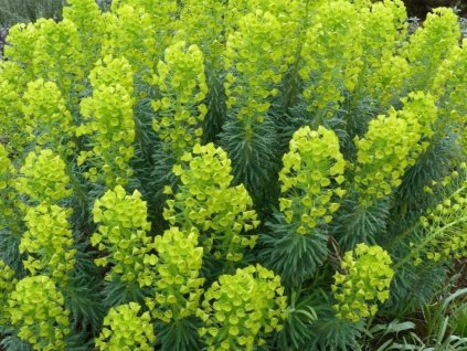 Mliečnik ssp. wulfenii - Euphorbia characias ssp. wulfenii