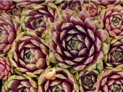 Skalnica x hybr. 'Ruby Heart' - Sempervivum x hybr. 'Ruby Heart'