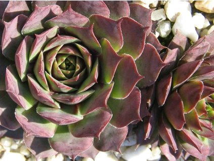 Skalnica x hybr. 'Ruby Heart' - Sempervivum x hybr. 'Ruby Heart'