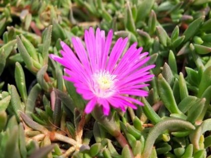 Poludňovka cooperi 'Table Mountain' - Delosperma cooperi 'Table Mountain'
