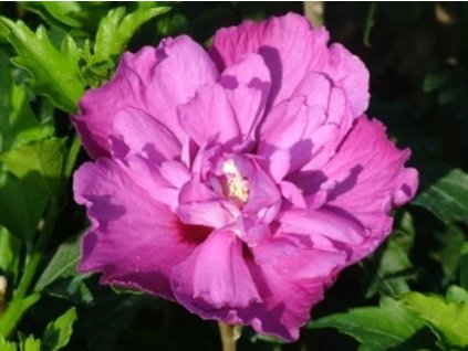 Ibištek sýrsky 'Purple Ruffles'