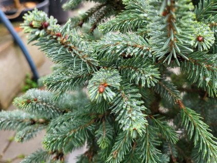 Picea likiangensis var. balfouriana (3)