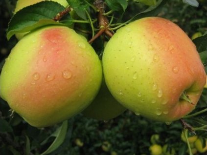 Jabloň 'Golden Parsi Da Rosa' (Balenie prostokorenný stromček, Podpník M26)