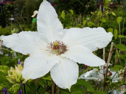 Plamienok 'Fuyu-No-Tabi'