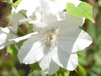 Plamienok 'Fuyu-No-Tabi'