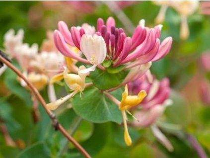 Zemolez ovíjivý 'Serotina'